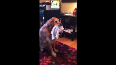 Собака ловит носки