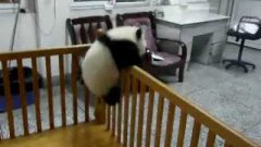 Маленькая панда пытается сбежать из клетки