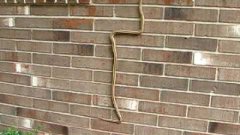 Змея карабкается по стене