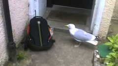 Чайка ворует еду из рюкзака