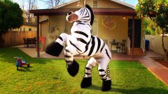 Танцующая зебра