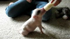 Свинка очень хочет пить из бутылки