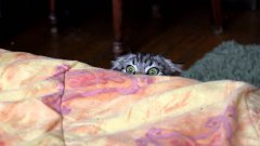 Кошка шпионит за кроватью