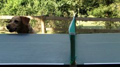 Собака наблюдает за игрой в теннис