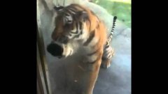 Тигру понравились полосатые тапочки