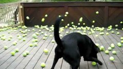 Собака в восторге от сотен теннисных мячиков