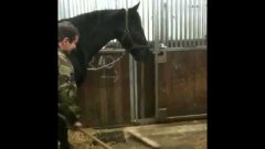 Лошадь помогает убирать конюшню