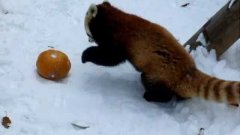 Рыжая панда играет с тыквой в снегу