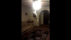 Кошка отключает свет в комнате