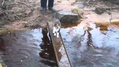 Кошка осторожно перебирается по мостику