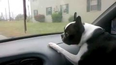 Собака шокирована движением дворников
