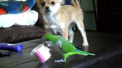 Борьба за стаканчик между собакой и попугаем