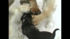Голодные собаки кружатся вокруг еды
