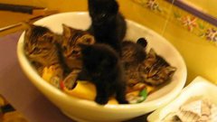 5 синхронных котят в тарелке