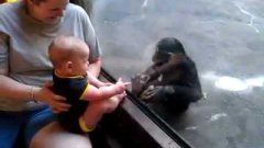 Шимпанзе пытается сломать стекло в зоопарке