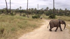 Отстающий слонёнок догоняет семью