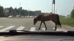 Умная лошадь - пешеход