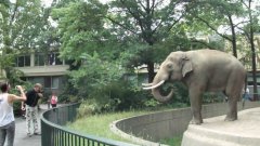 Слон забрасывает грязью случайного зрителя