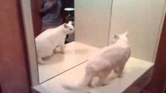 Злая кошка нападает на своё отражение в зеркале