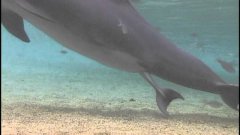 Рождение дельфина в воде