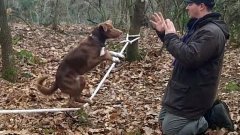 Собака - акробатка на веревке