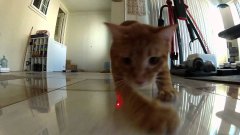 Кошка и лазерная указка