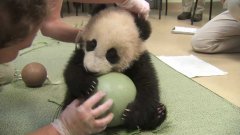 Детеныш панды с мячом