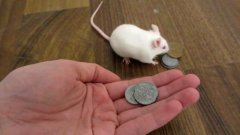 Мышь покупает еду за монеты