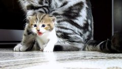 Нарезка смешных роликов с кошками