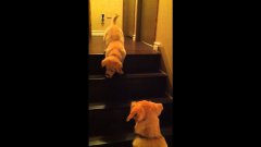 Собака учит другую спускаться с лестницы