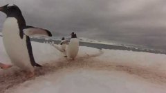 Шоссе пингвинов в Антарктике