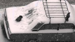 Вороны играют на покрытых снегом машинах