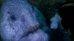 Страшный подводный хищник - угорь волк