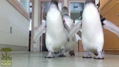 Пингвины наступили на камеру
