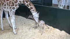 Новорожденный жираф впервые встаёт на ноги