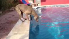 Собака находит способ достать фрисби из бассейна
