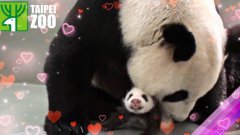 Панда обнимается с детенышем