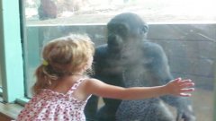 Маленькая девочка и обезьянка становятся друзьями