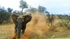 Слон атакует джип в сафари