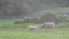 Баран учит молодого быка боданию