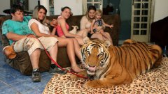 Семья держит в доме тигрят