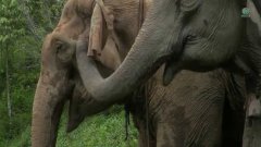 Семья слонов снова вместе