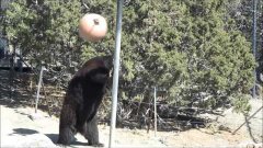 Медведь играет с привязанным к трубе мячом
