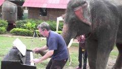 Музыкальный дуэт слона и человека