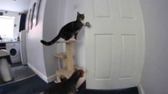 Кошка открывает дверь чтобы убежать с кухни