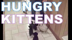 Голодные котята карабкаются по ноге