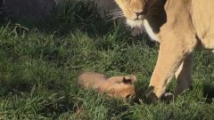 Детеныши льва играются на травке