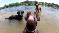Морды собак, снятые на GoPro
