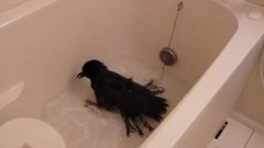 Ворона купается в ванной