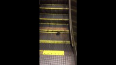 Крыса на эскалаторе